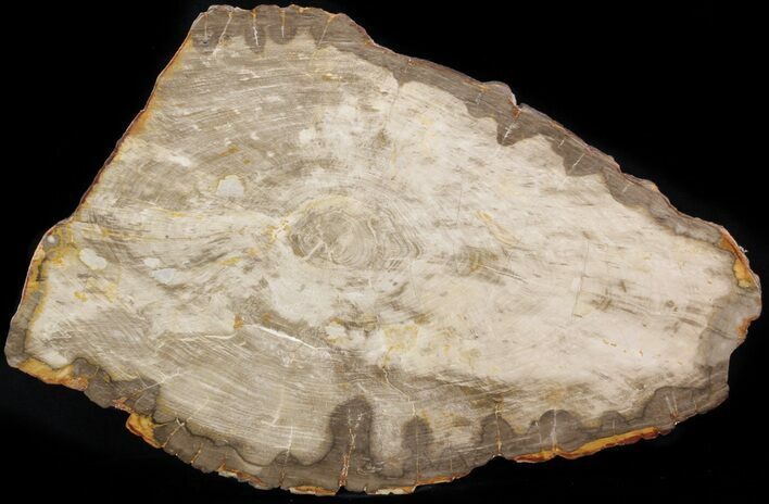 Polished, Jurassic Petrified Wood (Conifer) - Australia #41912